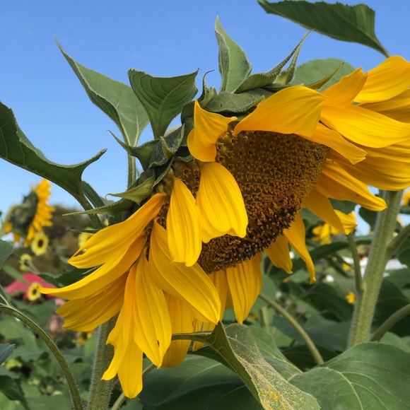 Meet your Posher, Paulina - Picture 1 of 1